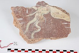 Lire la suite : Journées européennes de l’archéologie (Vesunna)