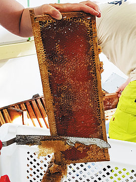 Lire la suite : Le miel et les abeilles