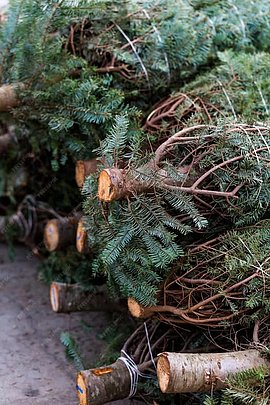 Lire la suite : Recyclage des sapins de Noël