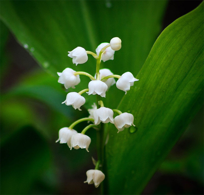 Vente De Muguet A L Occasion Du 1er Mai Actualites Ville De Perigueux